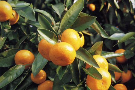 fruit1