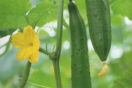 vegetable1