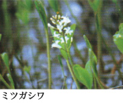 ミツガシワ