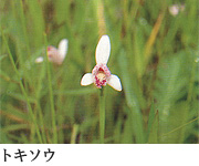 トキソウ